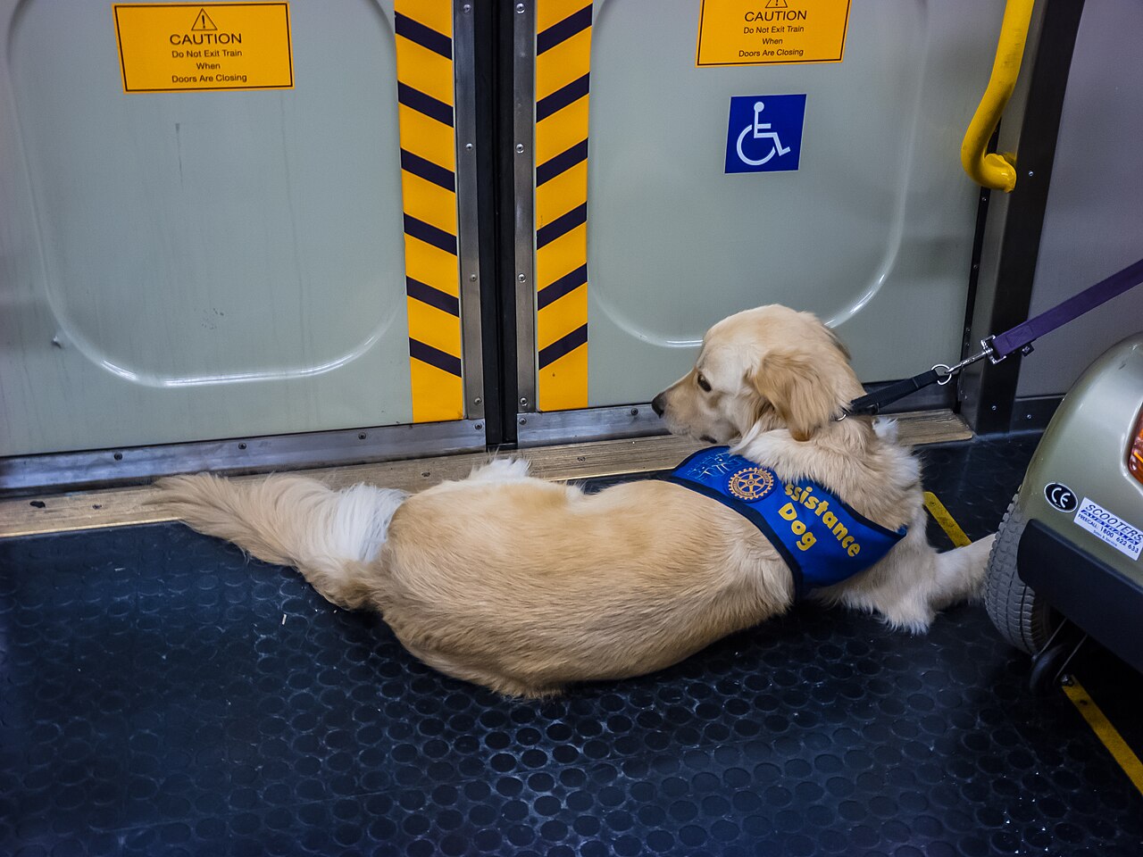 Assistance dog with scooter user inside a Queensland Rail train at Eagle Junction