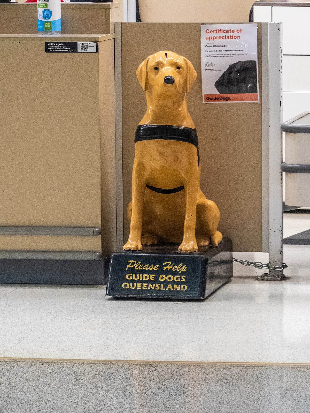 Guide Dogs Queensland dog at Westfield Chermside