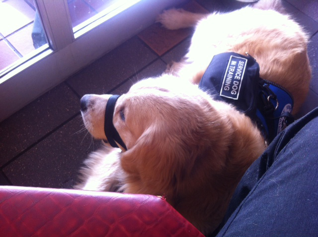 Service dog resting calmly beside a handler at a restaurant