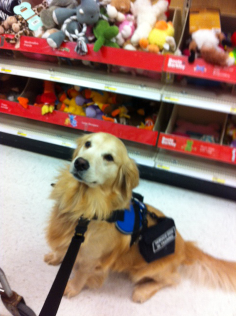 Service dog standing calmly beside a handler in a retail store