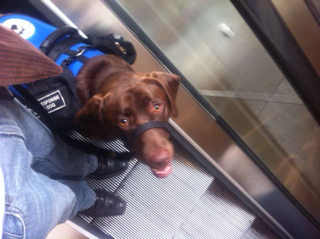 Service dog working with a handler on an escalator