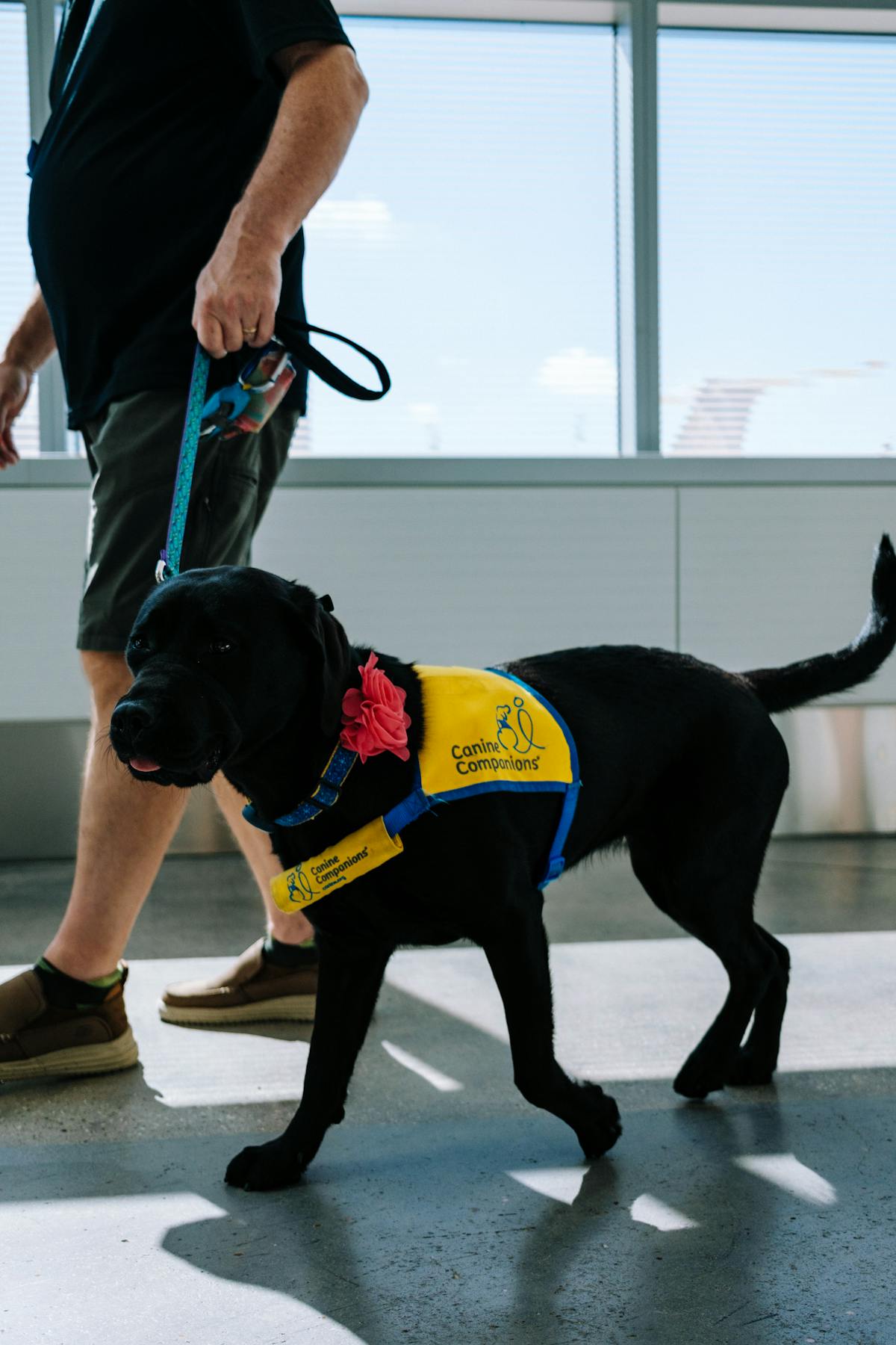 Service animal sitting calmly beside a handler in an airport